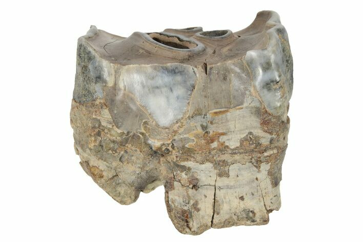 Fossil Woolly Rhino (Coelodonta) Tooth - Siberia #231036